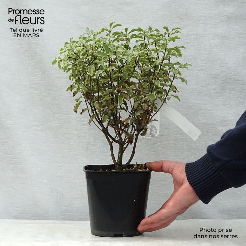 Pittosporum tenuifolium - Pitosforo Vaso da 2L/3L esemplare consegnato in primavera