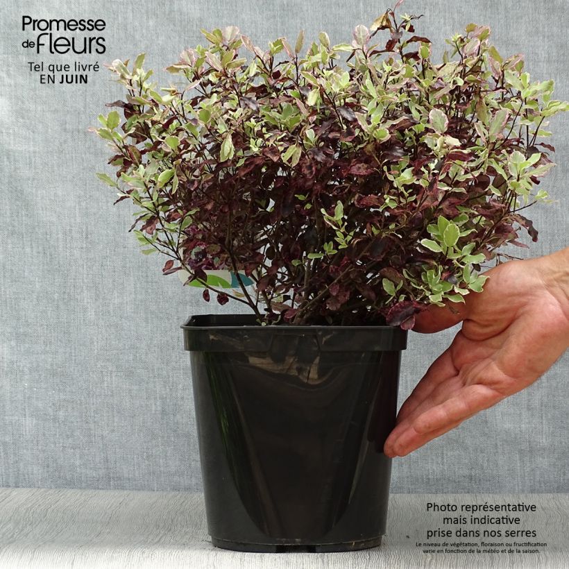 Esemplare di Pittosporum tenuifolium Bannow Bay Vaso da 3L/4L consegnato in estate