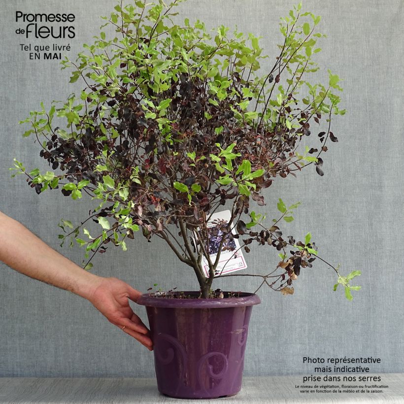 Pittosporum tenuifolium Dark Diva Vaso da 4L/5L esemplare consegnato in primavera