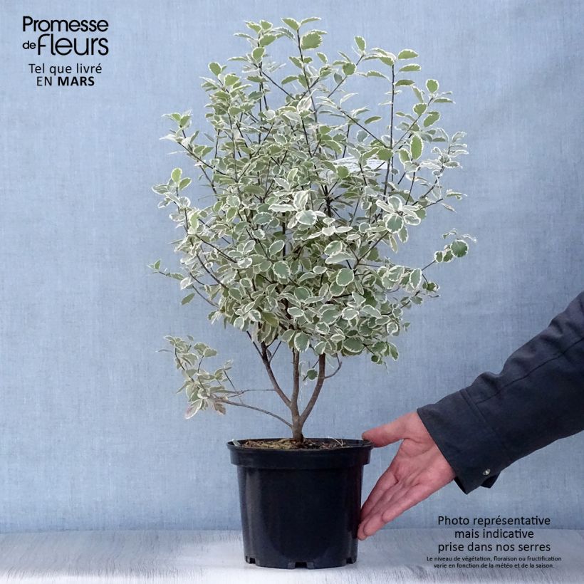Pittosporum tenuifolium Elisabeth Vaso da 2L/3L esemplare consegnato in primavera
