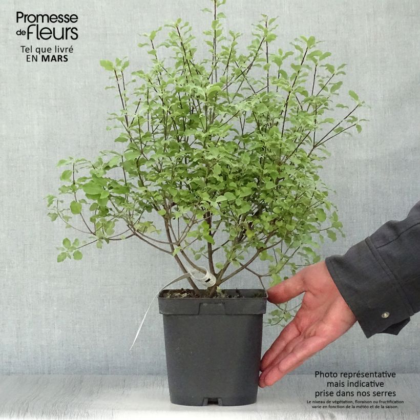 Example of Pittosporum tenuifolium Emerald Dome Vaso da 2L/3L as you get in printemps