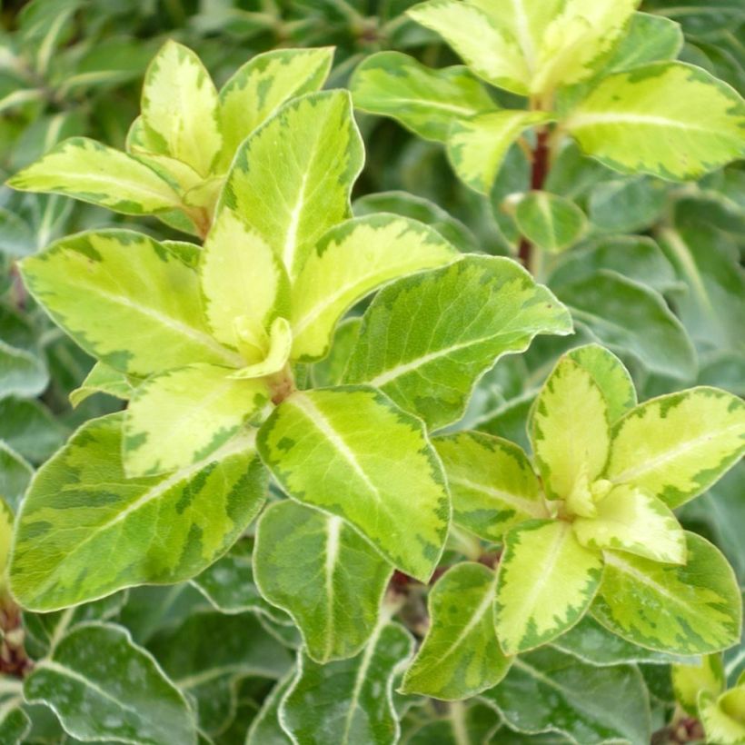 Pittosporum tenuifolium Gold Star (Foliage)