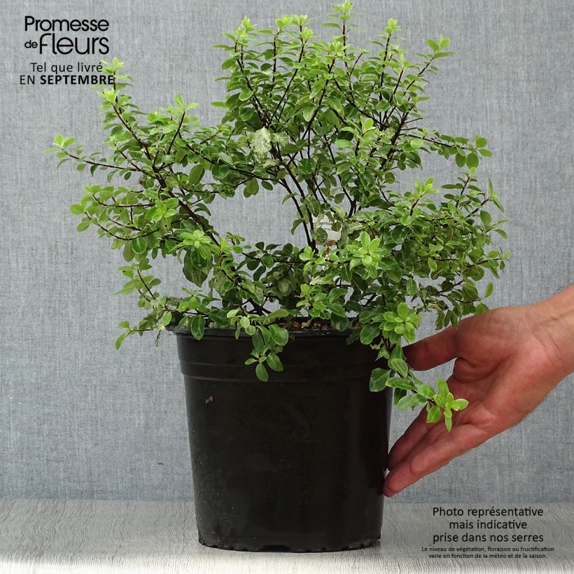 Esemplare di Pittosporum tenuifolium Irene Patterson Vaso da 4L/5L come consegnato in autunno