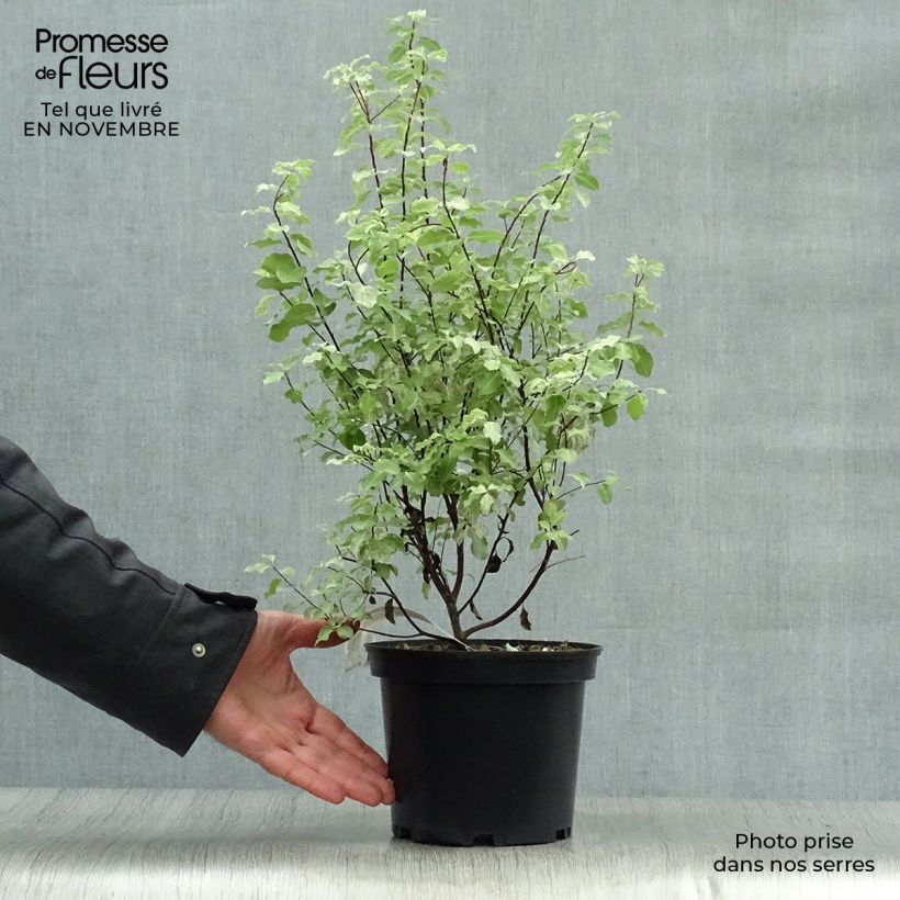Esemplare di Pittosporum tenuifolium Irene Patterson Vaso da 2L/3L come consegnato in autunno