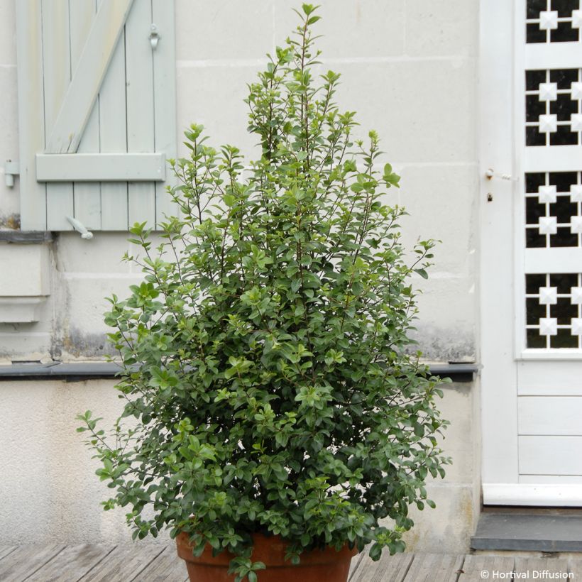 Pittosporum tenuifolium Irish Luck (Plant habit)