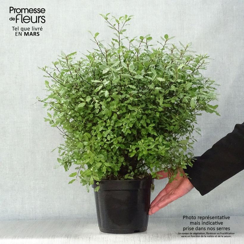 Example of Pittosporum tenuifolium Midget Vaso da 2L/3L as you get in printemps