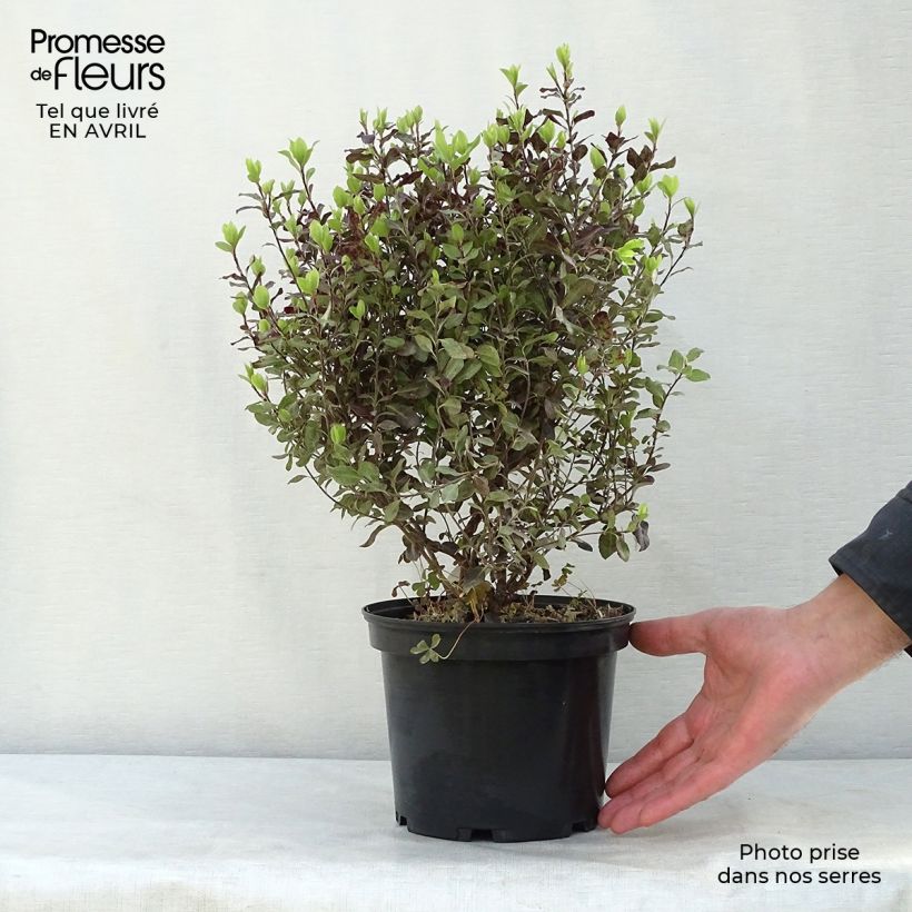 Example of Pittosporum tenuifolium Tom Thumb Vaso da 2L/3L as you get in printemps