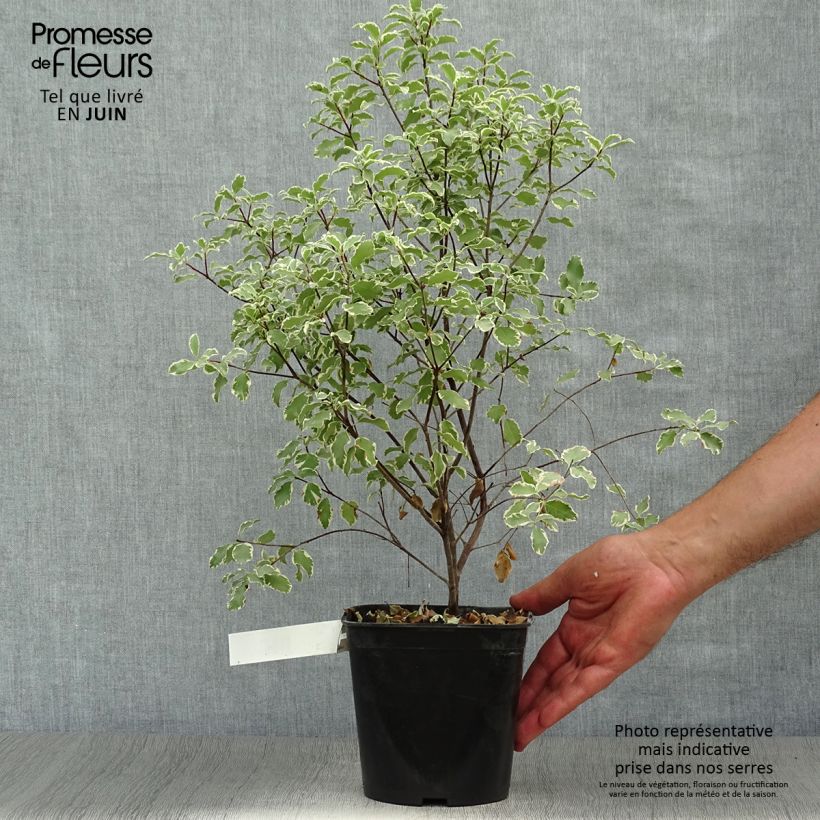 Esemplare di Pittosporum tenuifolium Variegatum Vaso da 2L/3L consegnato in estate