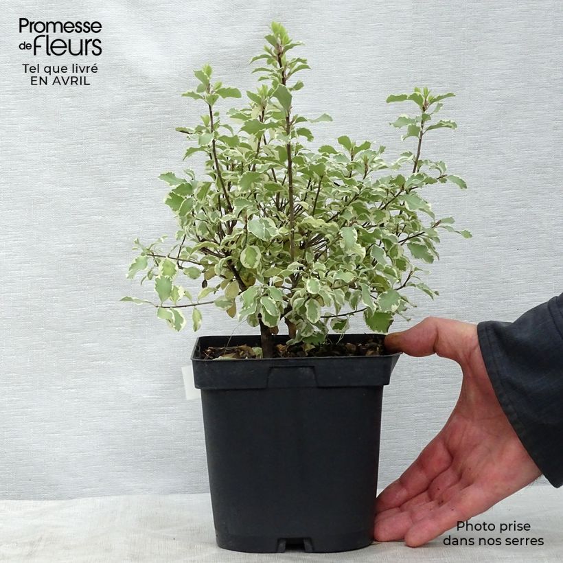 Pittosporum tenuifolium Variegatum Vaso da 2L/3L esemplare consegnato in primavera