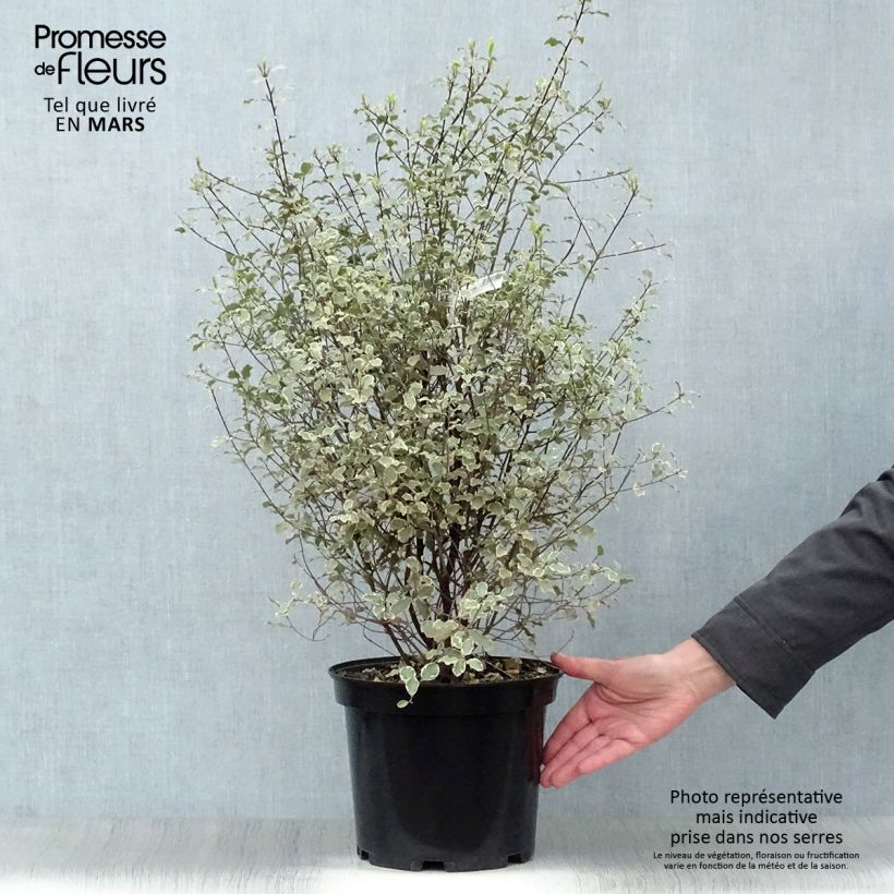 Pittosporum tenuifolium Victoria Vaso da 4L/5L esemplare consegnato in primavera