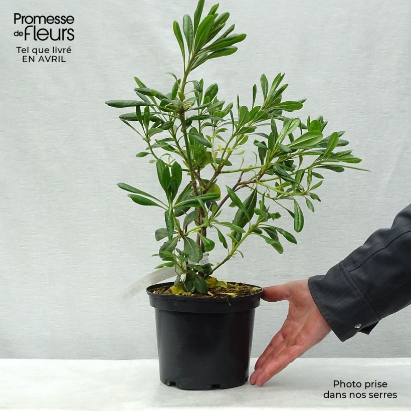 Example of Pittosporum tobira - Pitosforo Vaso da 2L/3L as you get in printemps
