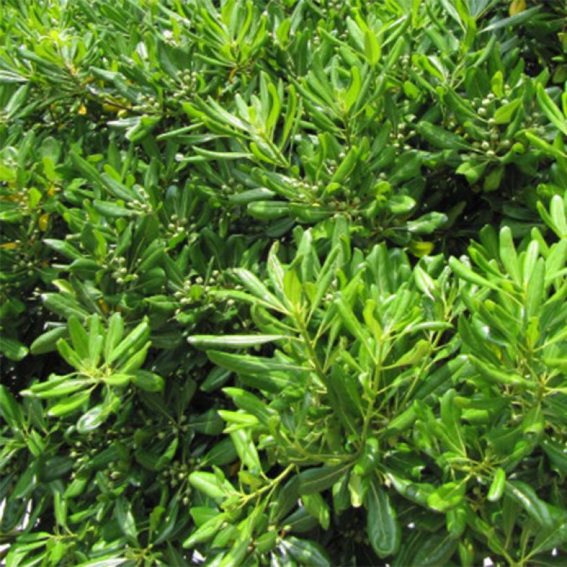 Pittosporum tobira - Pitosforo (Foliage)