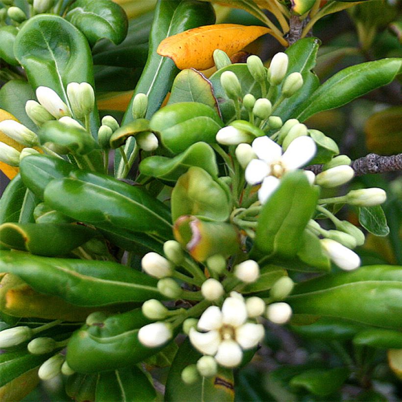Pittosporum tobira - Pitosforo (Flowering)