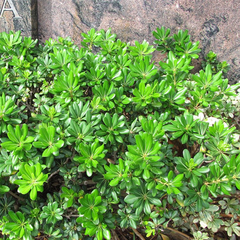 Pittosporum tobira - Pitosforo (Plant habit)