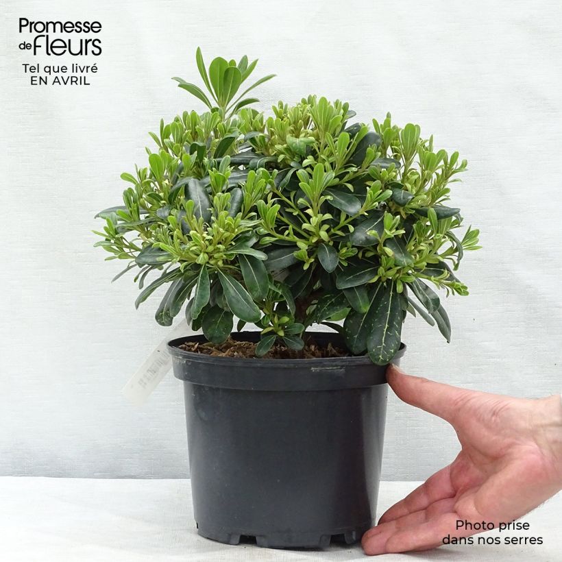 Pittosporum tobira Nanum Vaso da 2L/3L esemplare consegnato in primavera