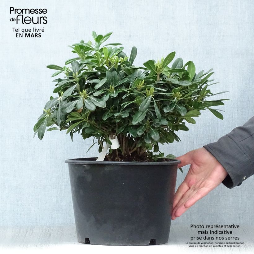 Pittosporum tobira Nanum Vaso da 7,5L/10L esemplare consegnato in primavera