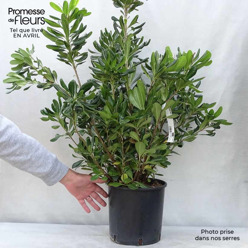 Example of Pittosporum tobira - Pitosforo Vaso da 7,5L/10L as you get in printemps