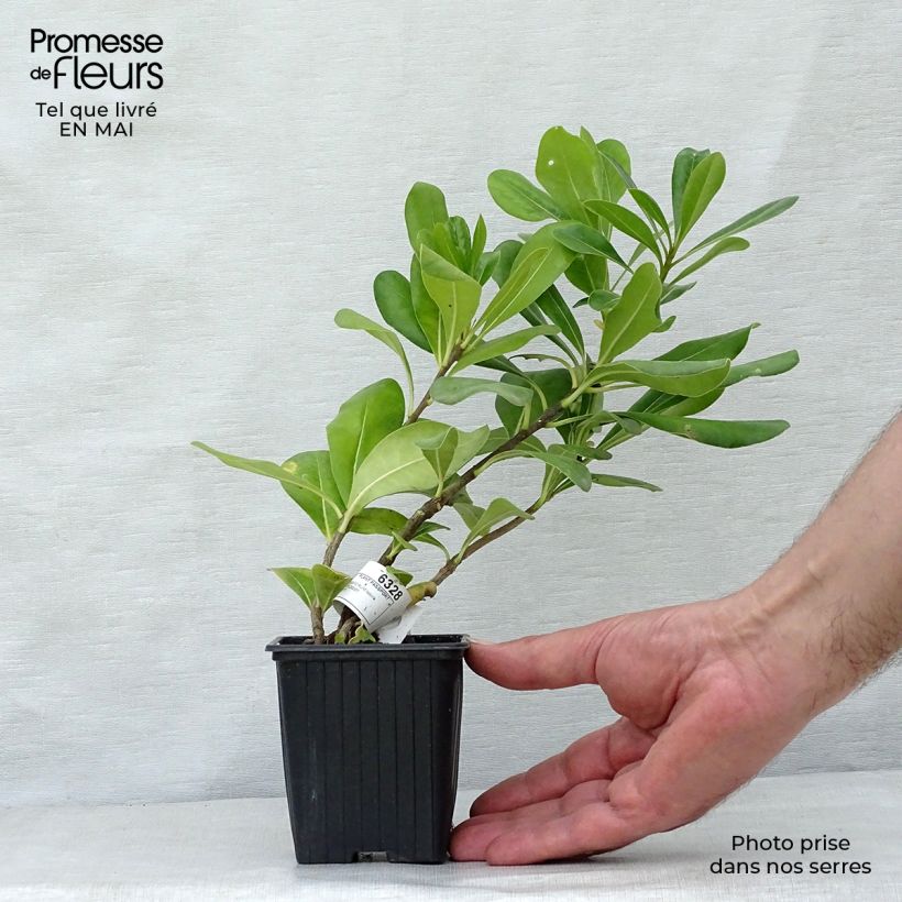 Example of Pittosporum tobira - Pitosforo Vasetto da 8/9 cm as you get in printemps