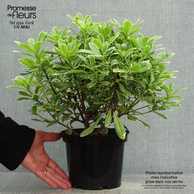 Example of Pittosporum tobira var. nana Neige du Mont Ventoux Vaso da 3L/4L as you get in printemps