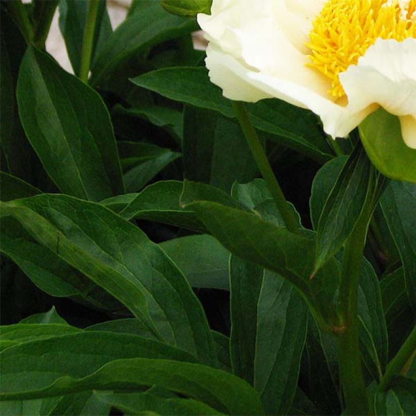 Peonia erbacea Claire de Lune (Foliage)