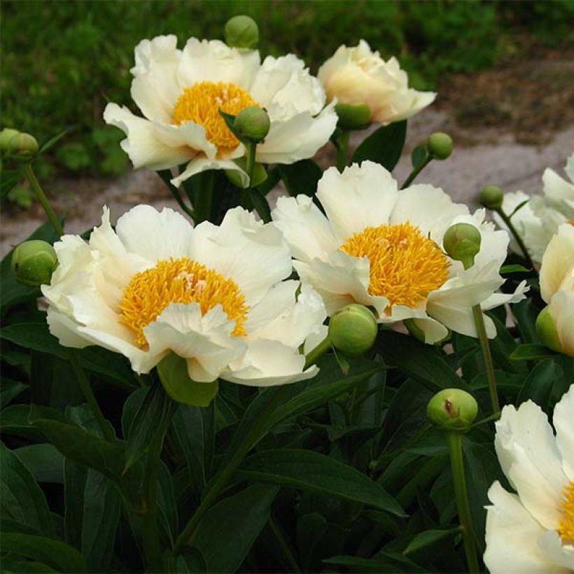 Peonia erbacea Claire de Lune (Flowering)