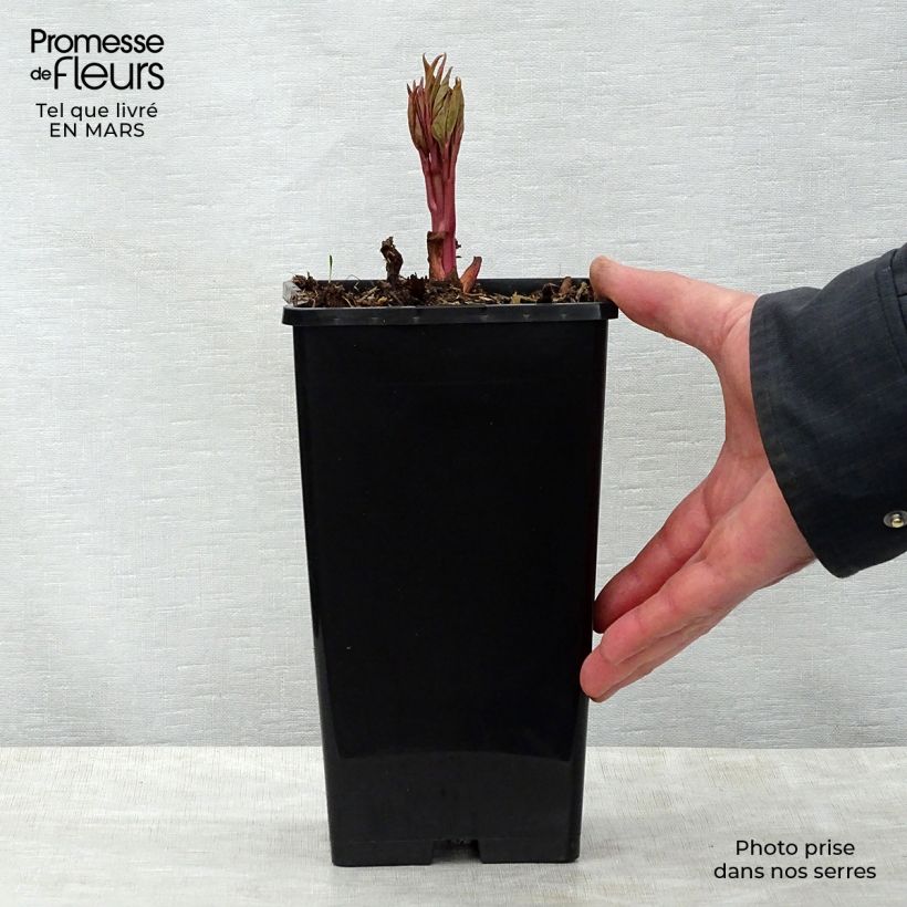 Example of Peonia erbacea Claire de Lune Vaso da 3L/4L as you get in printemps