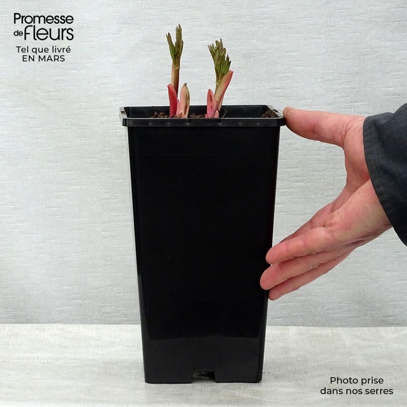 Peonia erbacea Flame Vaso da 3L/4L esemplare consegnato in primavera