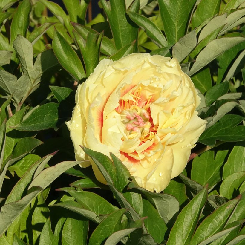 Peonia Itoh Bartzella (Fioritura)