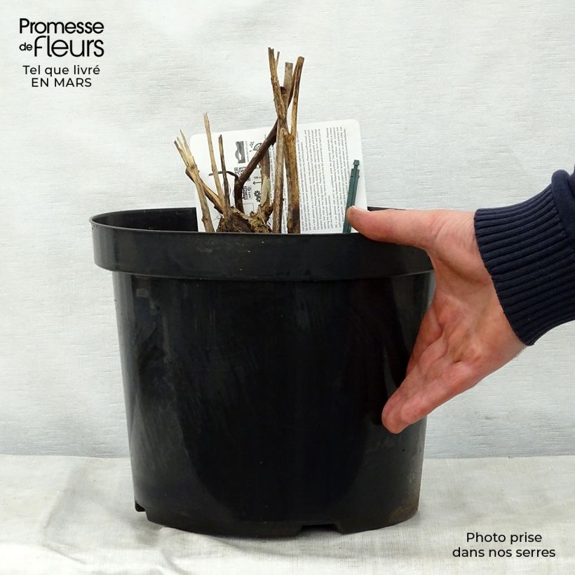 Peonia Itoh Bartzella Vaso da 7,5L/10L esemplare consegnato in primavera