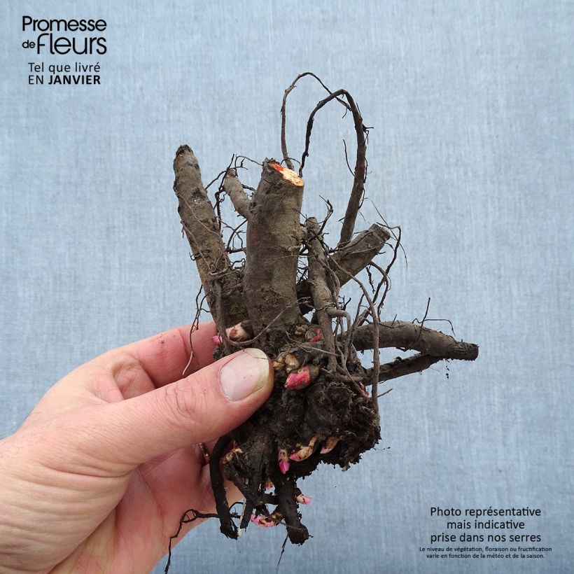 Peonia Itoh Garden Treasure Cespo 3/5 occhi esemplare consegnato in inverno