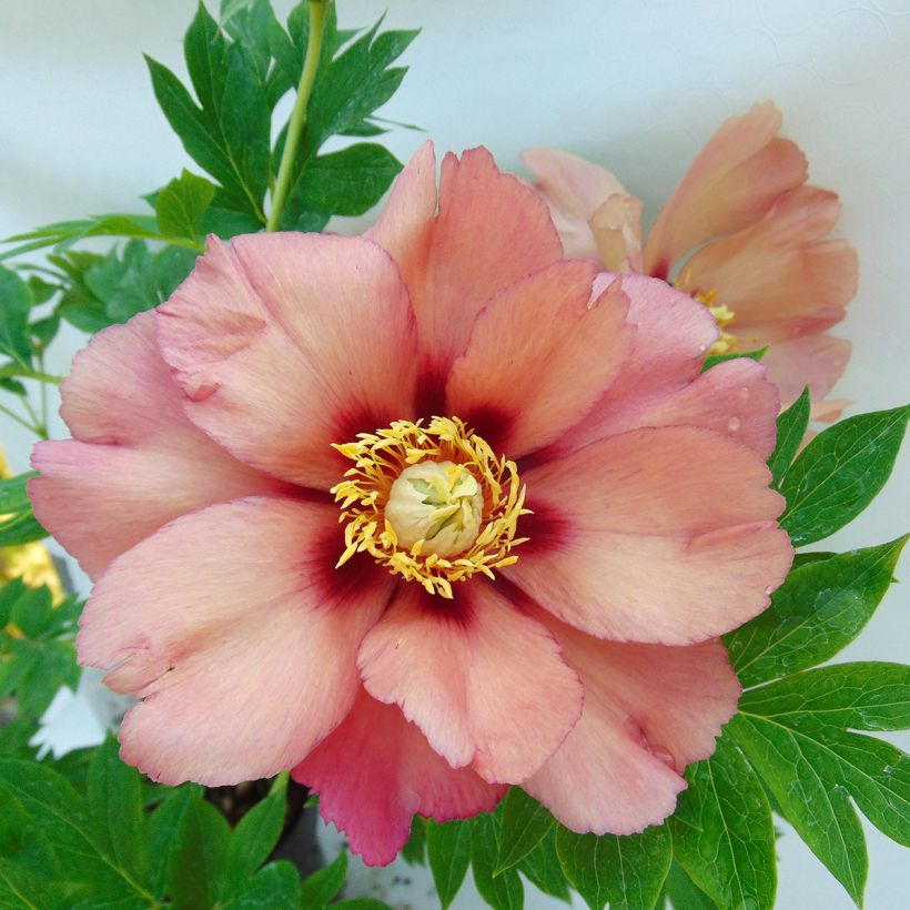 Peonia Itoh Old Rose Dandy (Fioritura)