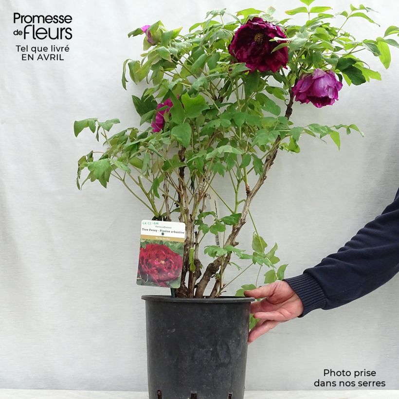 Peonia arborea Wu Jin Yao Hui Vaso da 6L/7L esemplare consegnato in primavera