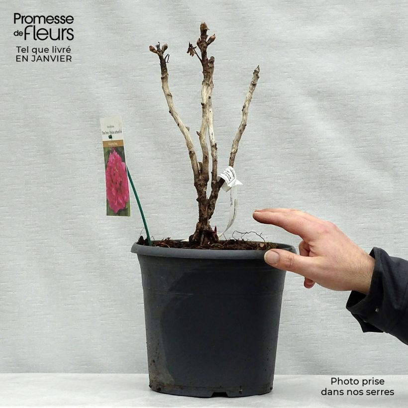 Peonia arborea Wu Long Peng Sheng Vaso da 6L/7L esemplare consegnato in inverno