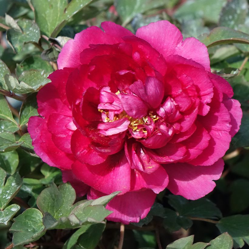 Peonia arborea Wu Long Peng Sheng (Fioritura)