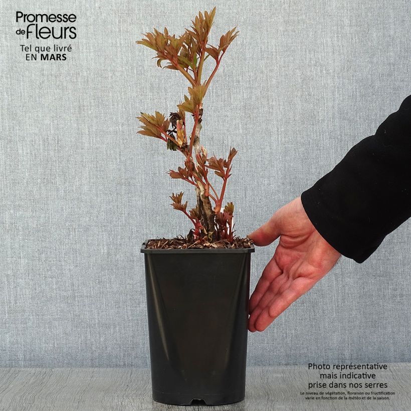Pivoine arbustive Fen He Piao Jiang - Paeonia suffruticosa Pot de 2L/3L esemplare consegnato in inverno