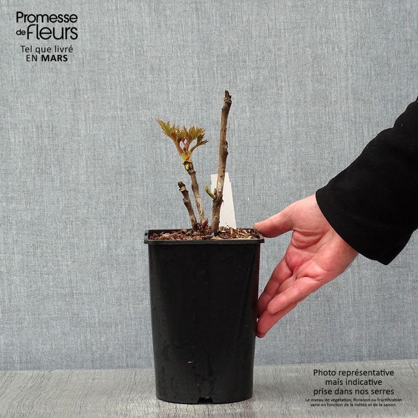 Pivoine arbustive Rou Fu Rong - Paeonia suffruticosa Pot de 2L/3L esemplare consegnato in inverno