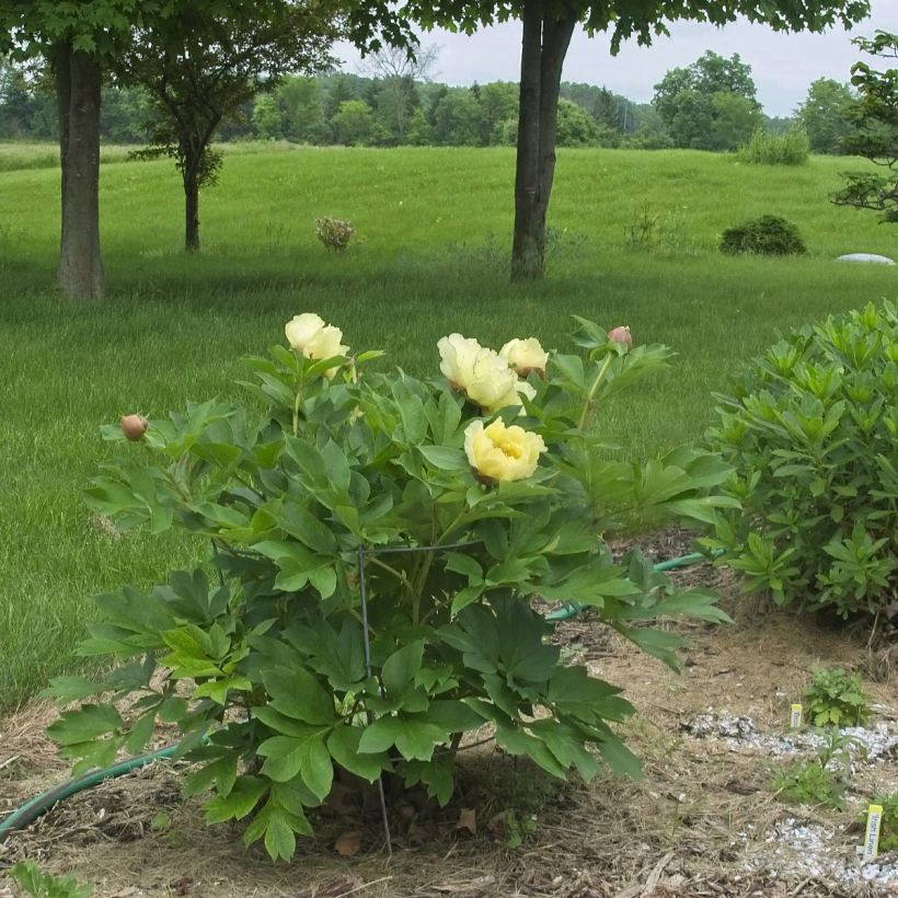 Peonia Itoh Yellow Crown (Plant habit)