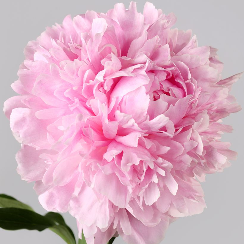 Peonia erbacea Albert Crousse (Flowering)