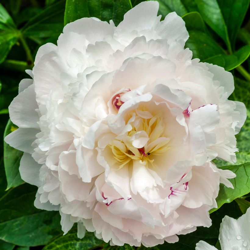 Peonia erbacea Boule de Neige (Fioritura)