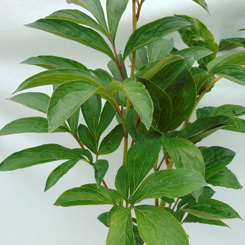Peonia erbacea Cheddar Cheese (Foliage)