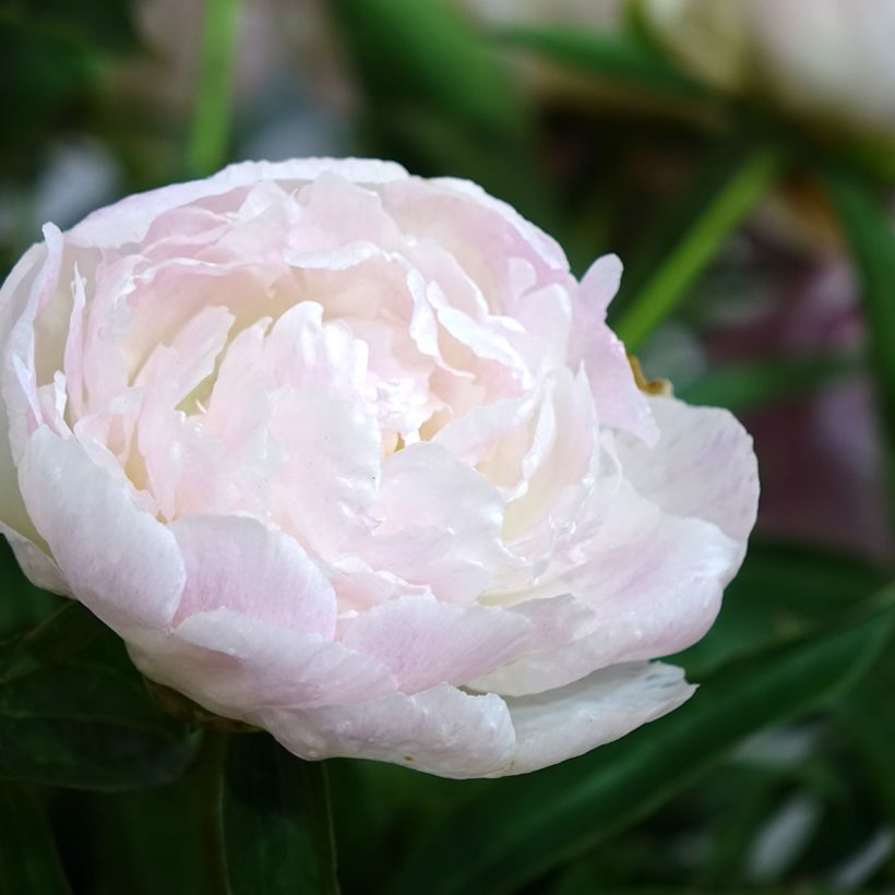 Peonia erbacea Chiffon Parfait (Fioritura)