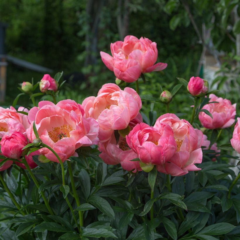 Peonia erbacea Coral Charm (Plant habit)