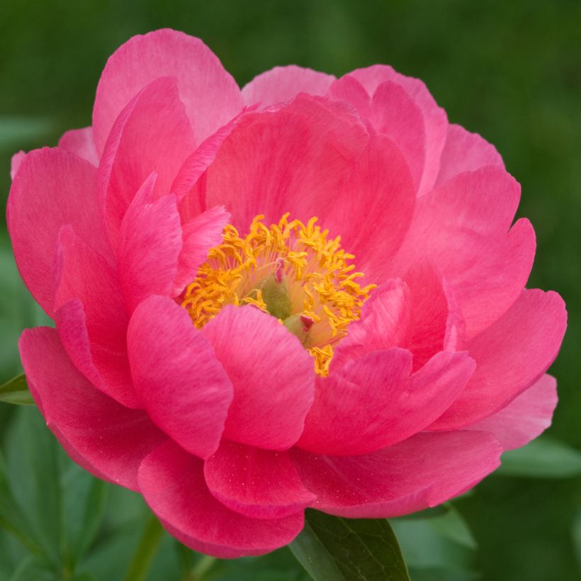 Peonia erbacea Cytherea (Flowering)