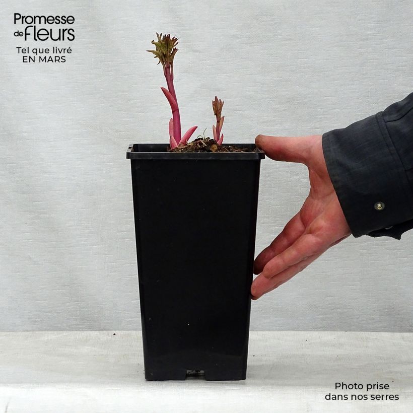 Example of Peonia erbacea Do Tell Vaso da 3L/4L as you get in printemps