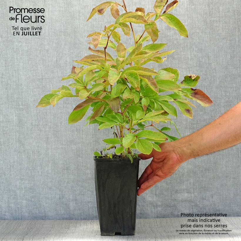 Esemplare di Peonia erbacea Festiva Maxima Vaso da 3L/4L consegnato in estate