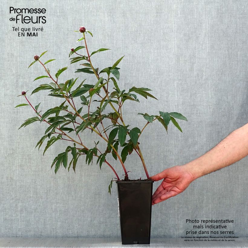 Example of Peonia erbacea Gardenia Vaso da 3L/4L as you get in printemps