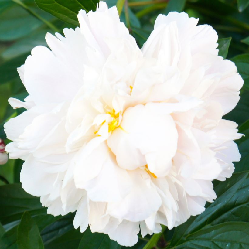 Peonia erbacea Gardenia (Flowering)