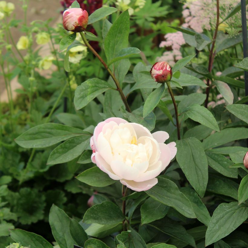 Peonia erbacea Gardenia (Foliage)