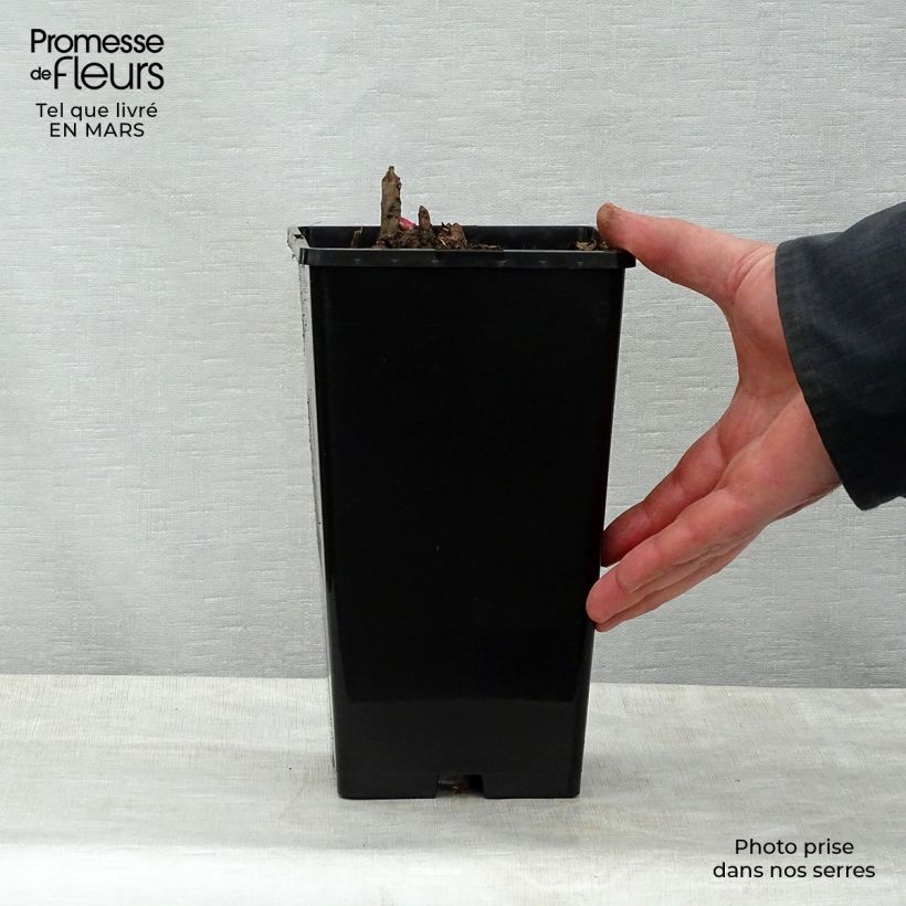 Example of Peonia erbacea Gay Paree Vaso da 3L/4L as you get in printemps