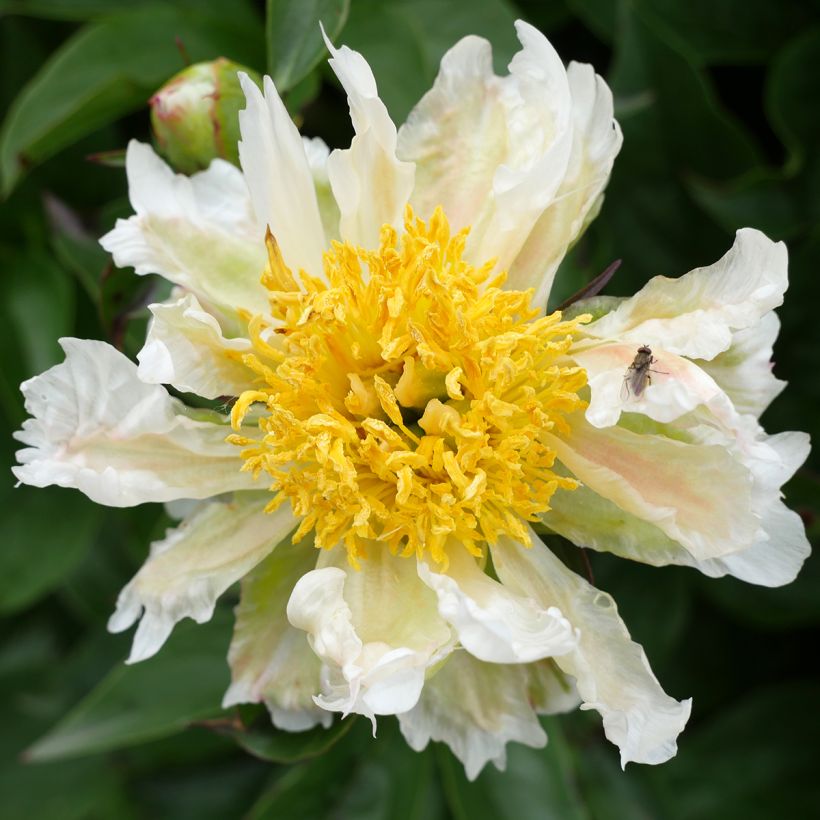Peonia erbacea Green Lotus (Flowering)